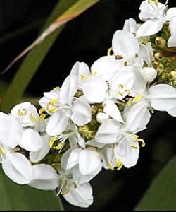 Libertia, 15 ml